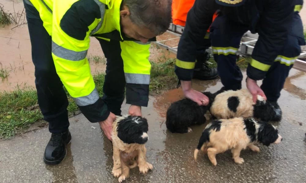 «Διομήδης»: Τέσσερα σκυλάκια σώθηκαν από την Πυροσβεστική